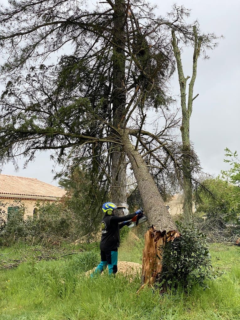 Abattage d’un grand conifère : un élagueur casqué, tronçonneuse en main, au pied de l’arbre qui bascule