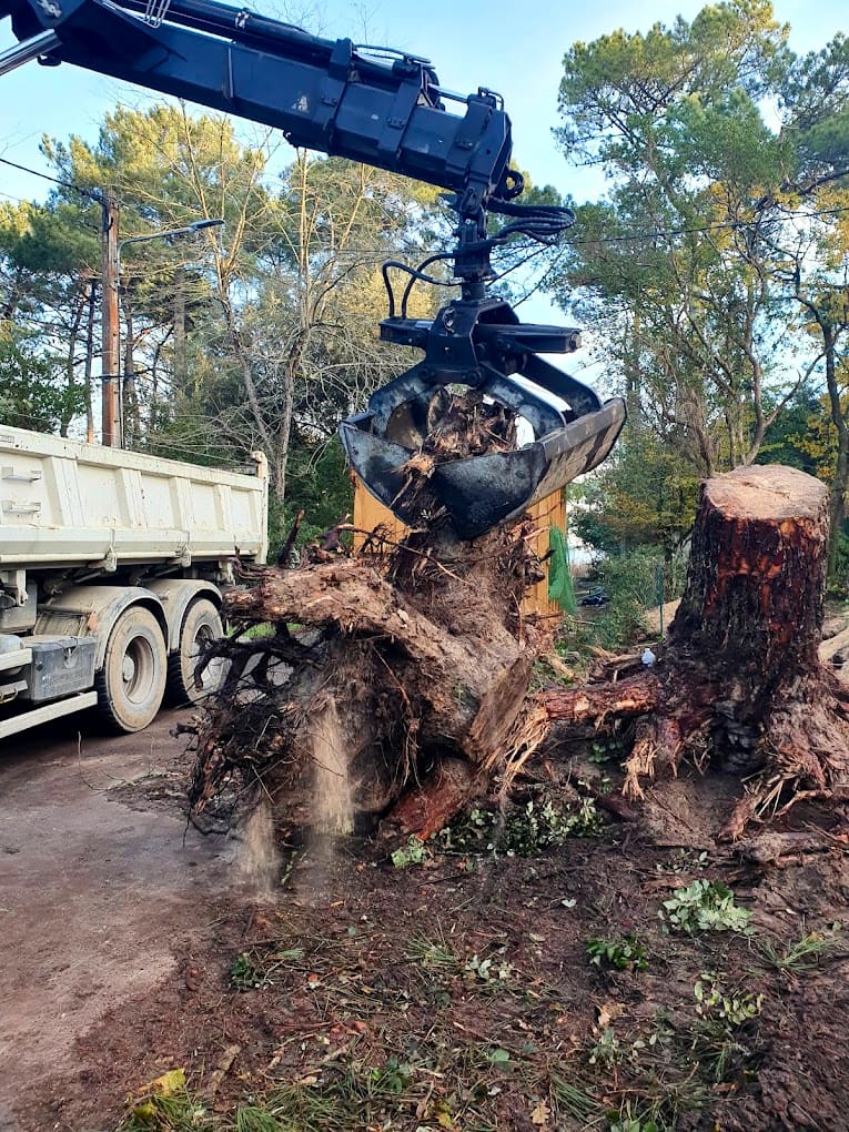 Une grosse souche arrachée avec ses racines, soulevée par un grappin