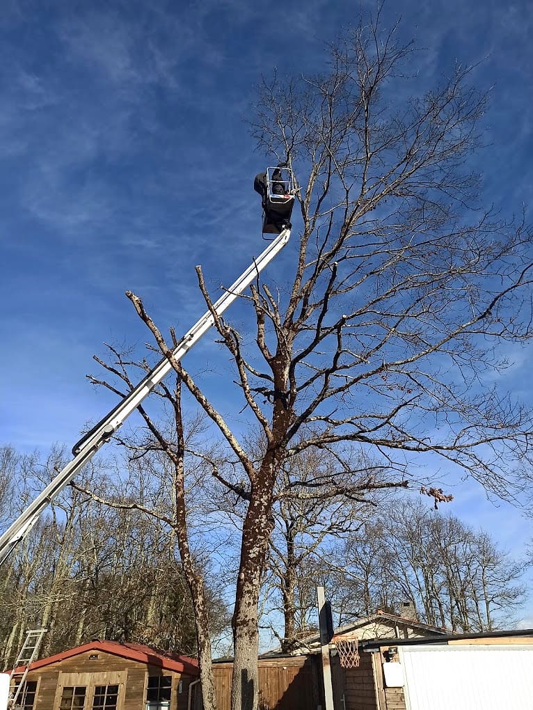 Un élagueur à la cime d’un grand arbre sans feuilles, sous un ciel bleu