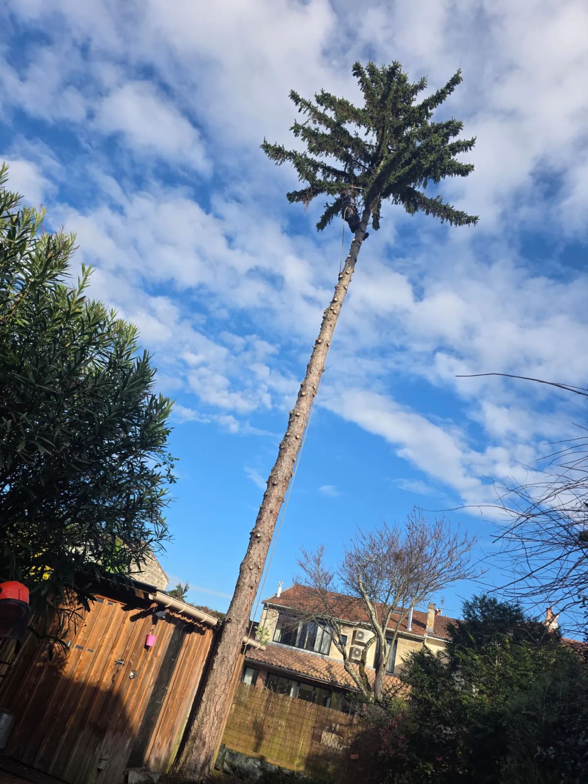 Un grand conifère dépouillé de ses branches jusqu’à la cime, au-dessus d’une palissade