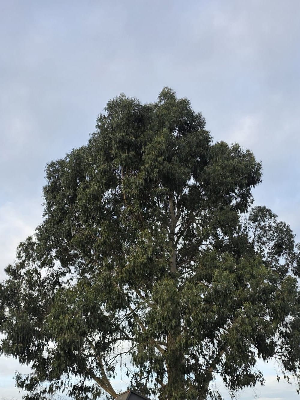 La couronne d’un grand eucalyptus, vue de son pied