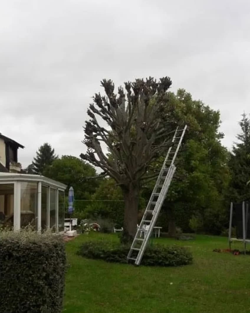 Après : le même tilleul taillé, ses branches raccourcies, une échelle posée contre le tronc