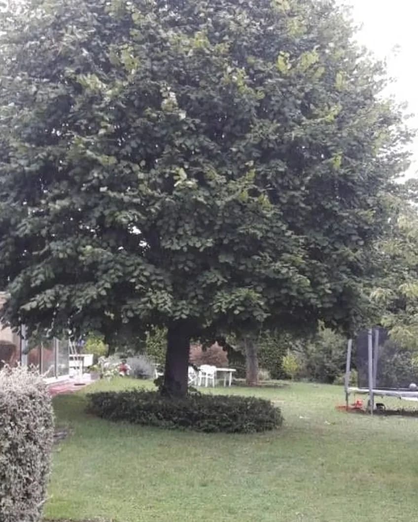 Avant : un tilleul à la couronne pleine et arrondie, au fond d’un jardin