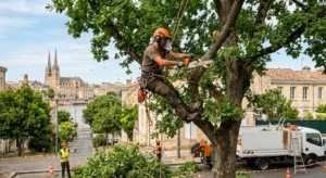 Des solutions adaptées pour l’élagage des arbres à Bordeaux