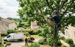 Une expertise professionnelle au service de vos arbres à Lormont