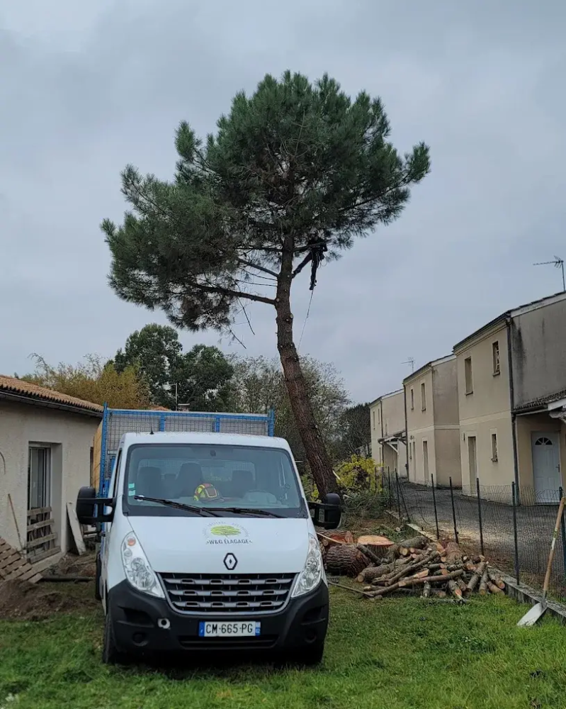 élagage arbre dangereux Bordeaux
