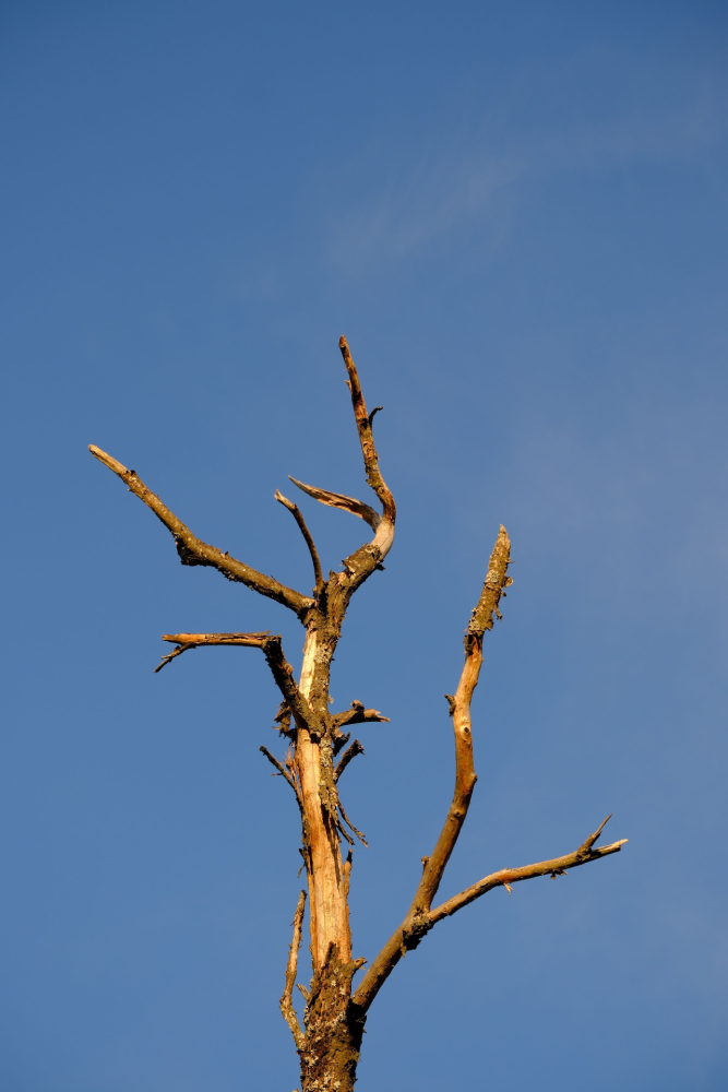 taille d’arbre à Talence