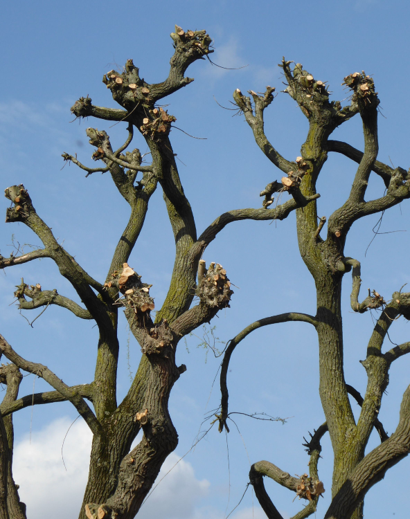 élagage arbre Parempuyre