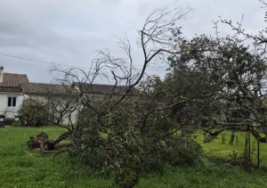 élagage des arbres fruitiers