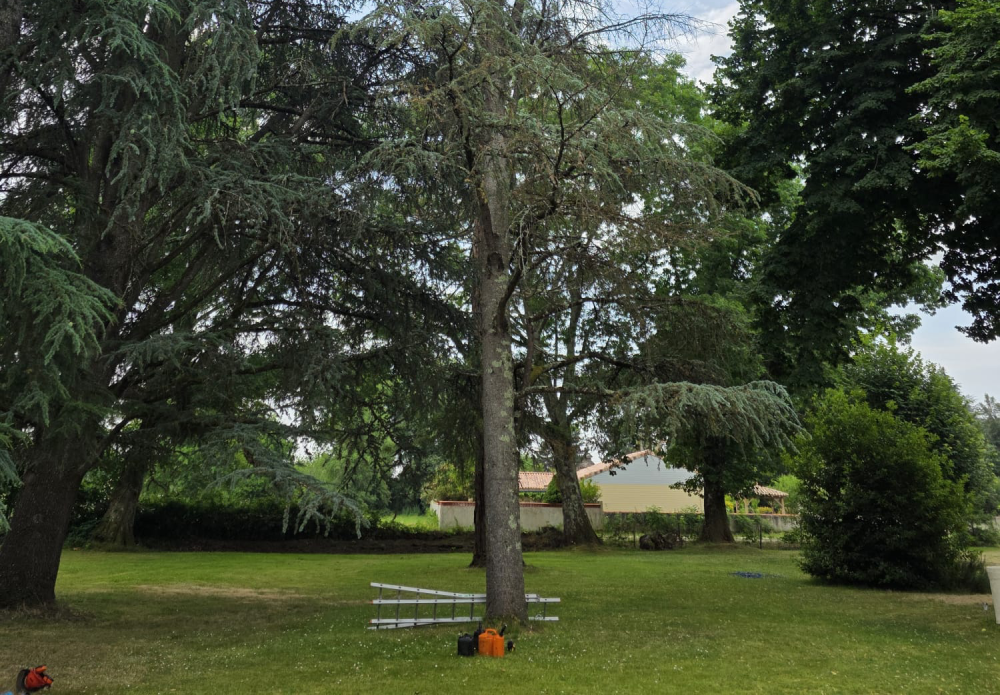élagage grands arbres Gironde